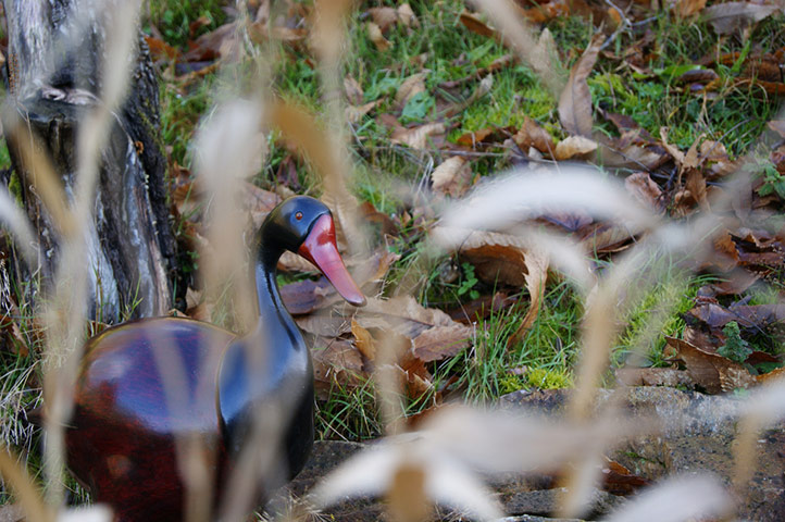 Guardian Camera Club: Chris Grimwood participates in the depth of field assignment