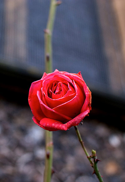 Guardian Camera Club: Eric Hands participates in the depth of field assignment