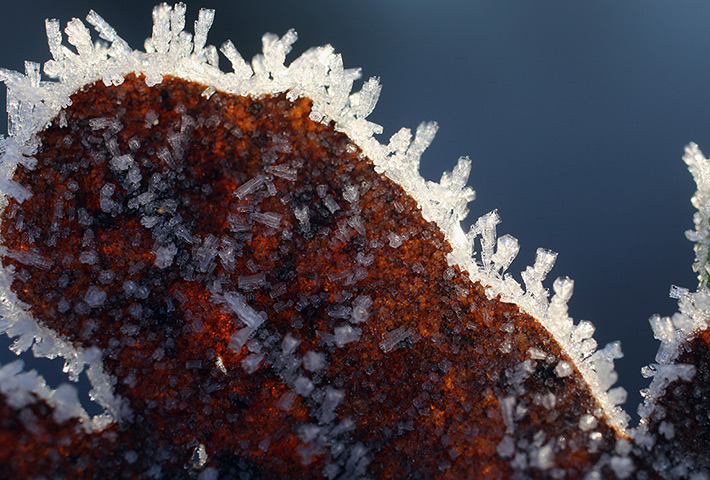Cold weather: Early morning frost clings to a leaf in Knutsford