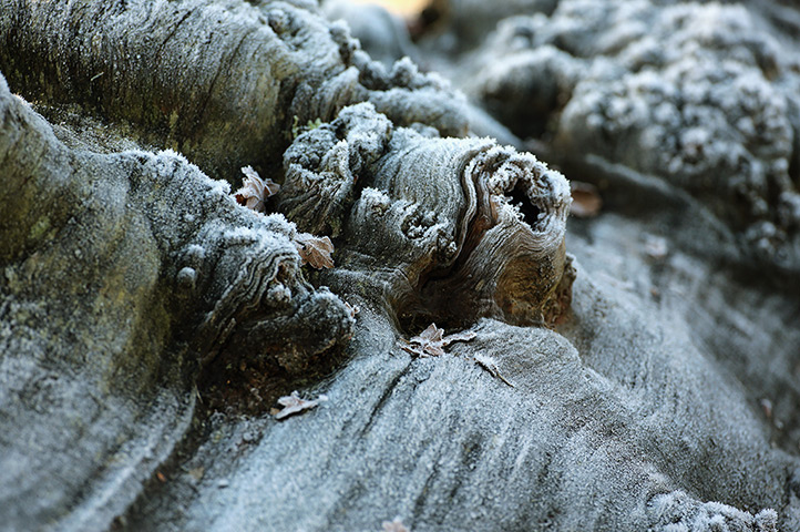 Cold weather: Early morning frost clings to the surface of a fallen tree in Knutsford