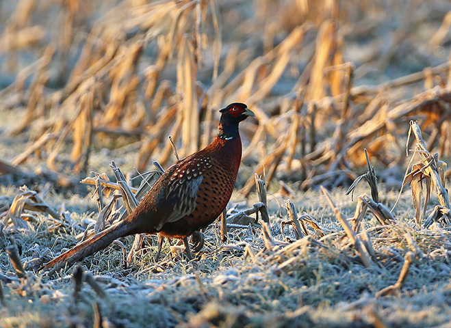 Cold weather: A pheasant forages in a frozen field in Knutsford