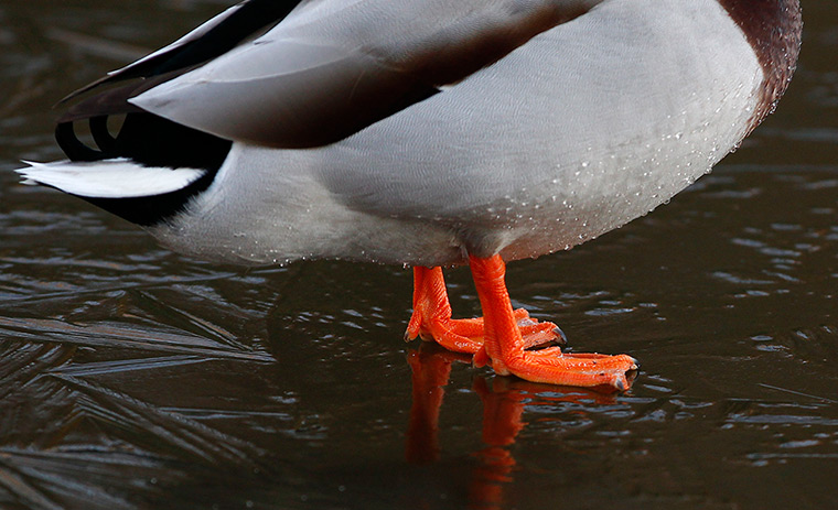 Cold weather: Ducks search for food on a frozen lake at Bramhall Park in Stockport 