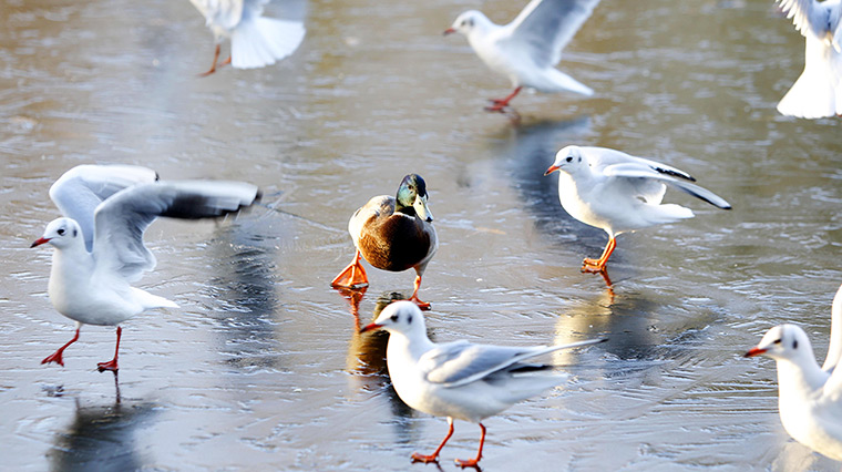 Cold weather: Birds struggle to keep their footing on the frozen lake