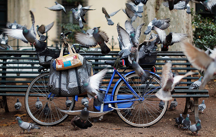 24 hours in pictures: Pigeons surround a bicycle in downtown Rome 