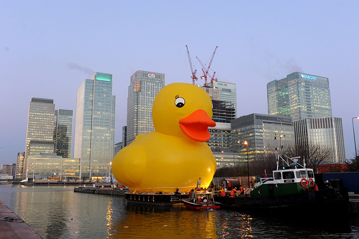 Duck's progress: A giant 50ft rubber duck being prepared