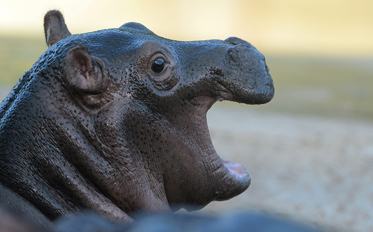 A lighter look:  A baby hippopotamus at the zoo in Berlin.