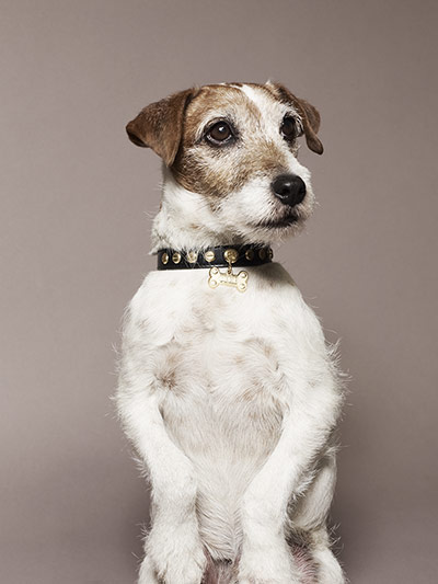 Observer Photography: Uggie