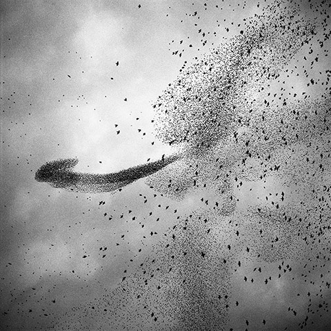 Big Picture: Starlings: Black and white photograph of starlings in the sky