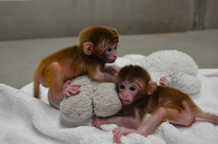 2012 in Science : Macaque monkey chimeras