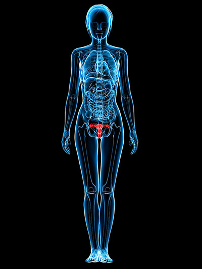 2012 in Science : Female reproductive organs
