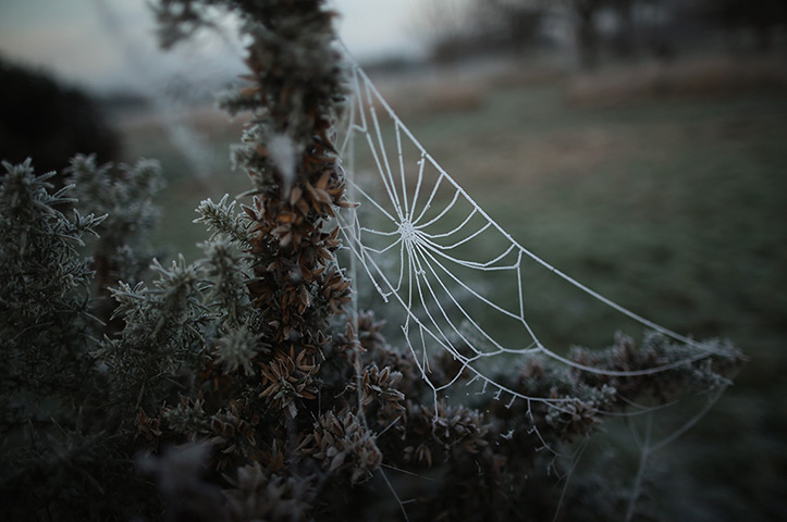 Freeze update: The early morning frost clings to a cobweb in Regents Park, London