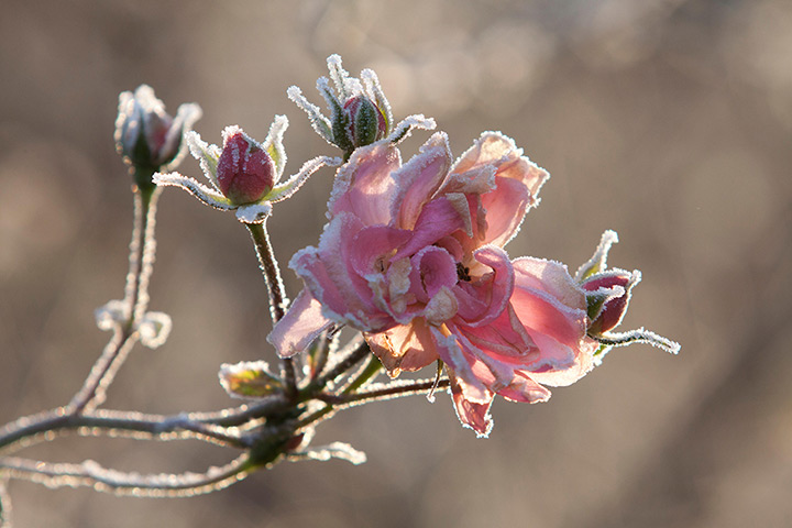 Freeze update: A flower covered in morning frost, London