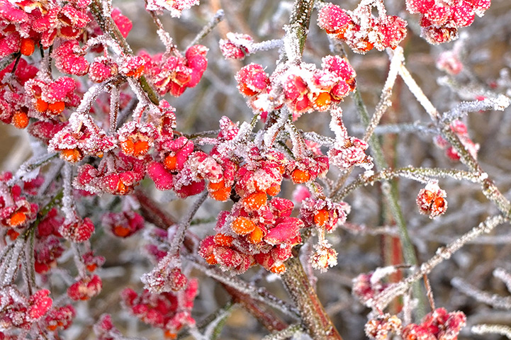 Freeze update: frosty cold temperatures in Peterborough, Cambridgeshire