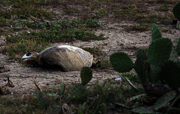Week in wildlife: View of the remains of an Olive Ridley turtle