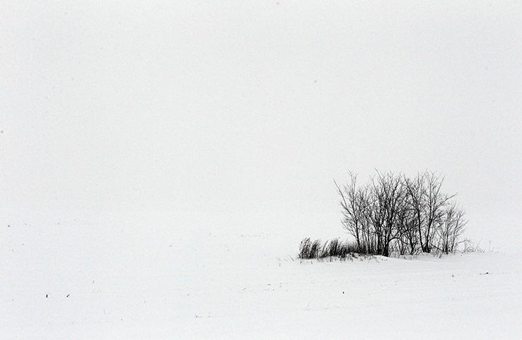 Week in wildlife: Small trees are seen in a snow