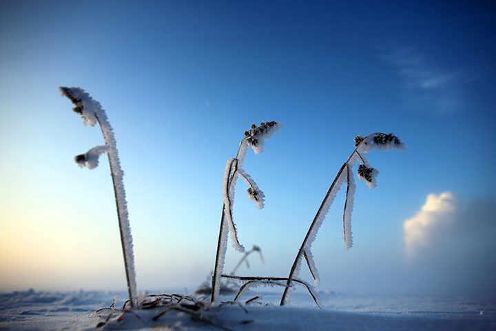 Week in wildlife: Grass is covered with frost near Bergheim