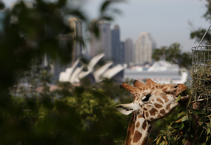 24 hours: Taronga Zoo Animals Recieve Christmas Gifts