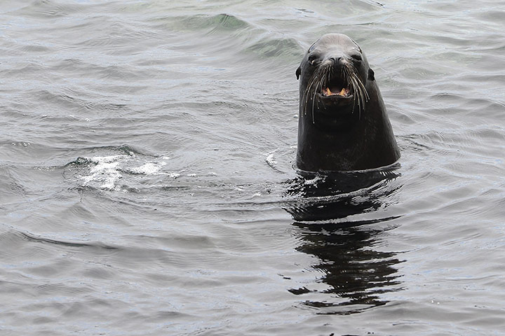Galapagos Pinzon Island: eradicate the rodent population
