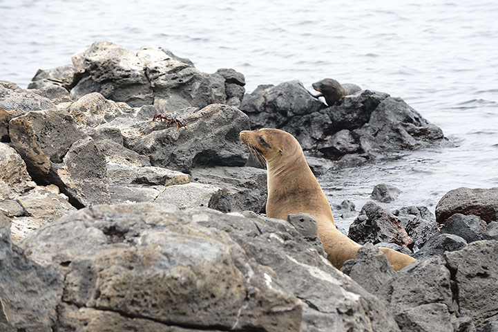 Galapagos Pinzon Island: A seal on December 8, 2012 in Pinzon Isl