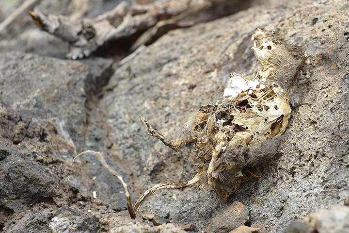 Galapagos Pinzon Island: eradicate the rodent population