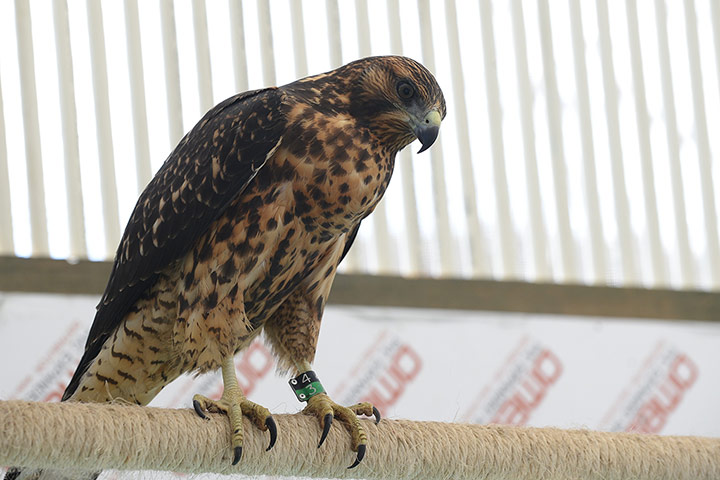 Galapagos Pinzon Island: eradicate the rodent population