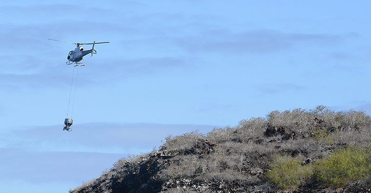 Galapagos Pinzon Island: eradicate the rodent population