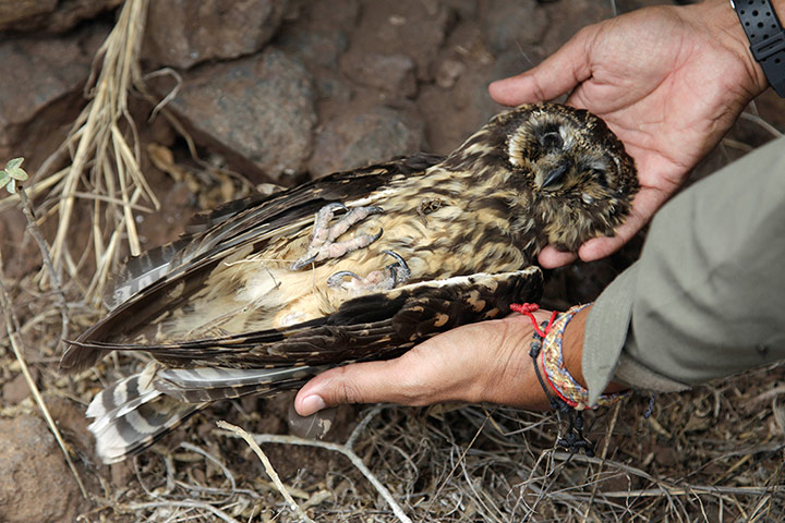 Galapagos Pinzon Island: eradicate the rodent population