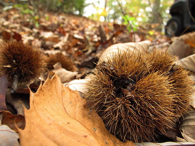 American chestnut tree: scientists have developed a potentially blight-resistant tree