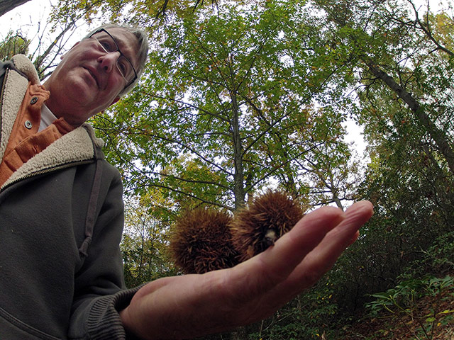 American chestnut tree: scientists have developed a potentially blight-resistant tree