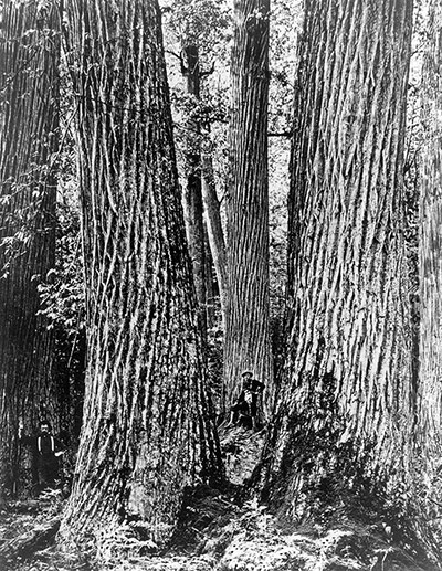 American chestnut tree: scientists have developed a potentially blight-resistant tree