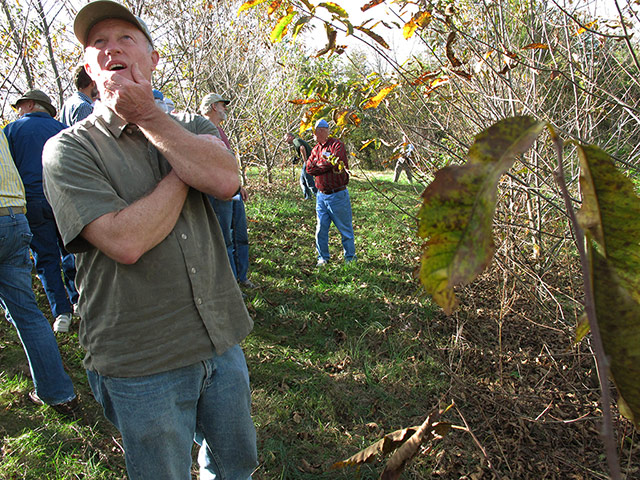 American chestnut tree: scientists have developed a potentially blight-resistant tree