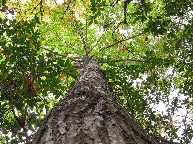 American chestnut tree: scientists have developed a potentially blight-resistant tree