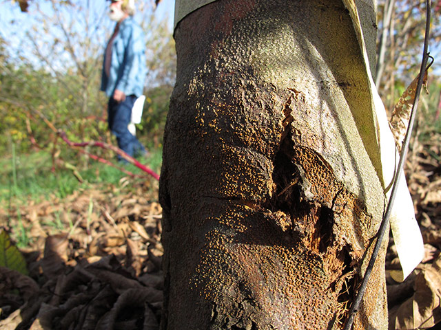 American chestnut tree: scientists have developed a potentially blight-resistant tree