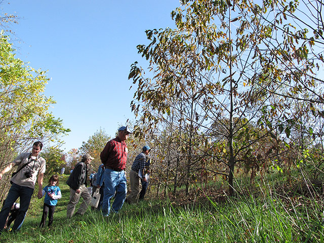 American chestnut tree: scientists have developed a potentially blight-resistant tree