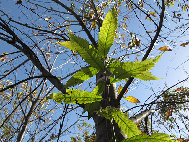 American chestnut tree: scientists have developed a potentially blight-resistant tree