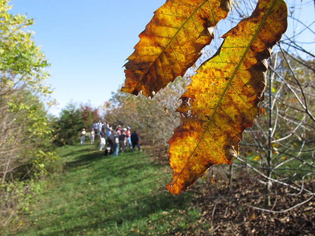 American chestnut tree: scientists have developed a potentially blight-resistant tree