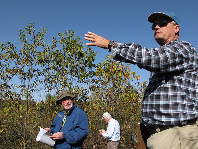 American chestnut tree: scientists have developed a potentially blight-resistant tree