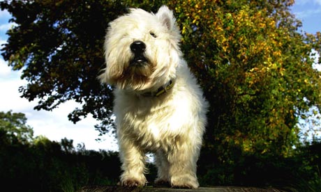 Highland terrier dog 