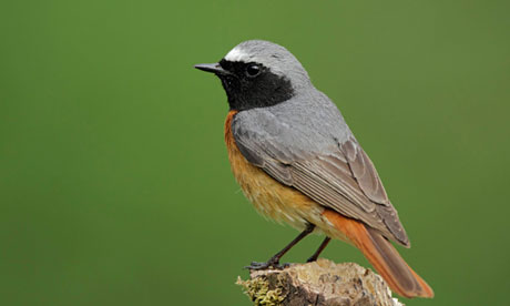 Adult male redstart