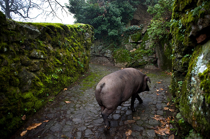 24 hours in pictures: Spanish Jamon Iberico Industry Prepares For Busy Christmas Period
