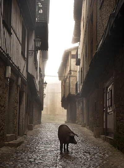 Pigs in Spain: An Iberian pig walks down a street in the village of La Alberca