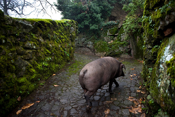 Pigs in Spain: An Iberian pig walks back to its pen in the  village of La Alberca 