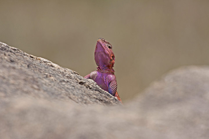 BBC Africa : Adult male agama lizard