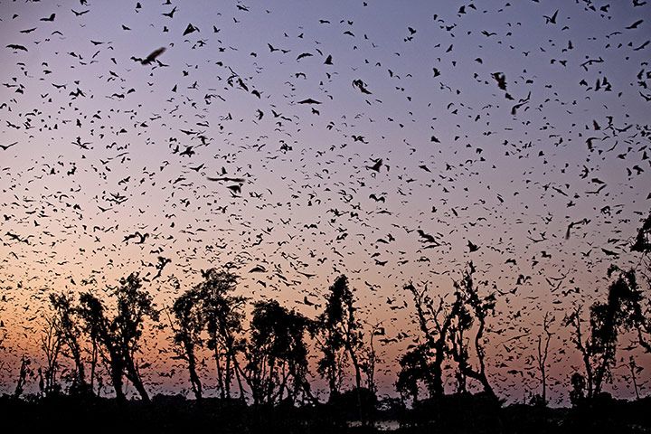 BBC Africa : Fruit bats in Zambia