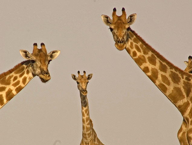 BBC Africa : Three desert giraffes in the Kalahari