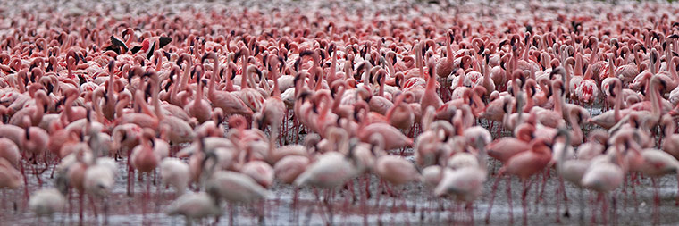 BBC Africa : Flamingos on a lake in East Africa