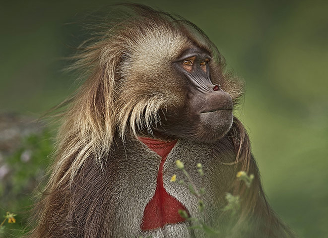 BBC Africa : Bleeding heart baboon