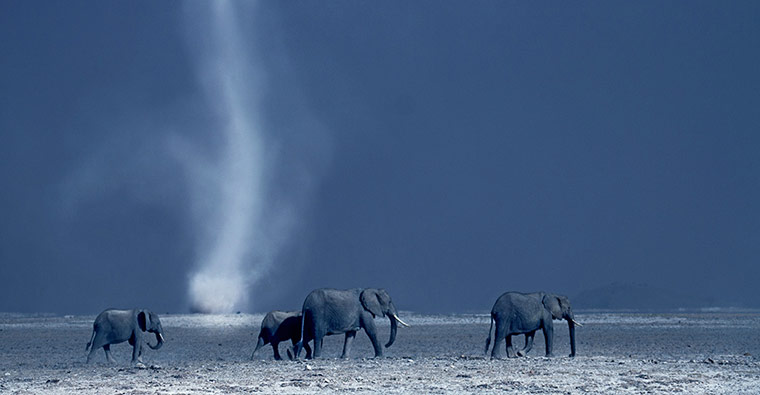 BBC Africa : Family of elephants on the Savannah