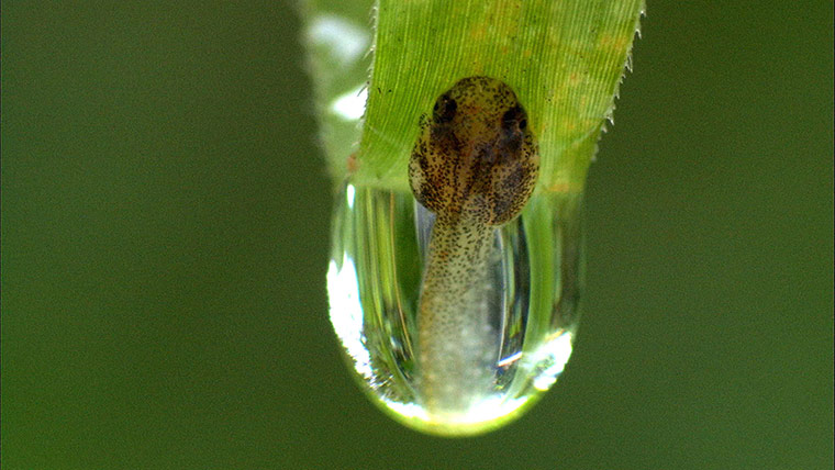 BBC Africa : A banana tree frog in the Congo
