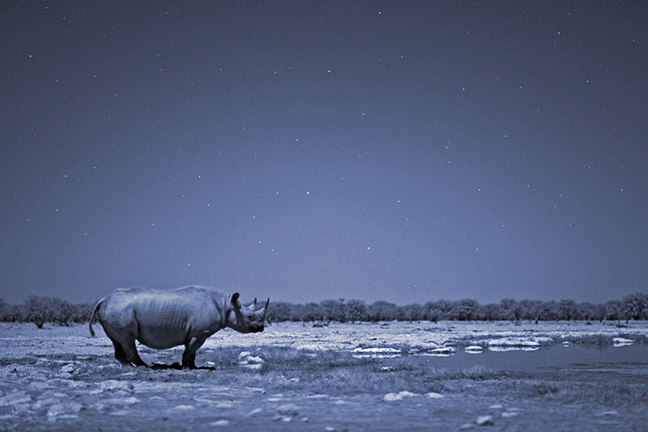 BBC Africa : A black rhino in the Kalahari